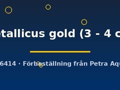 metallicus gold (3 - 4 cm)
