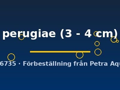 perugiae (3 - 4 cm)