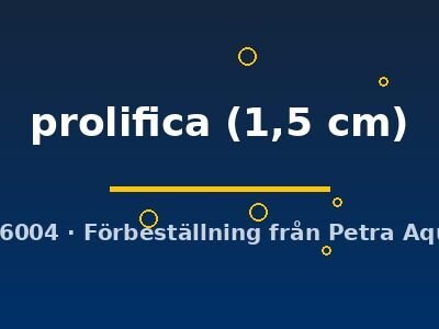 prolifica (1,5 cm)