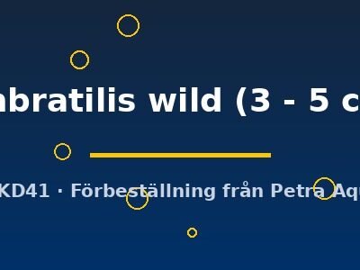 umbratilis wild (3 - 5 cm)
