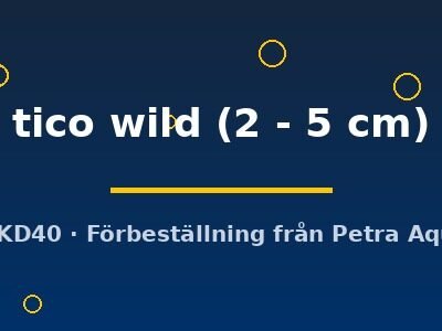 phallichthys tico wild 2–5 cm