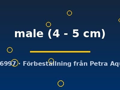 Colis lalia male 4–5 cm