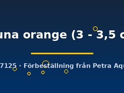 chuna orange (3 - 3,5 cm)