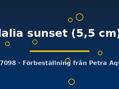 lalia sunset (5,5 cm)