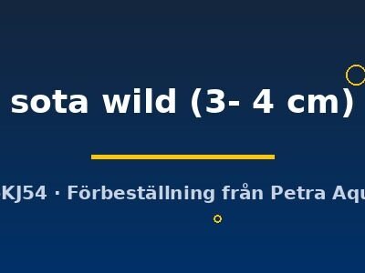sota wild (3- 4 cm)
