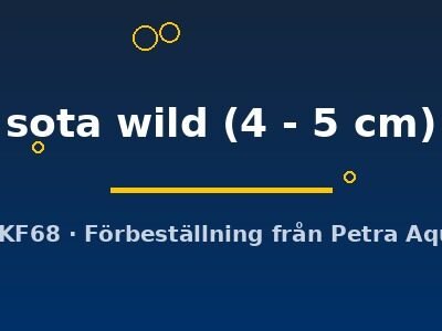 sota wild (4 - 5 cm)