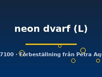 neon dvarf (L)