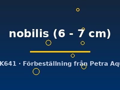 nobilis (6 - 7 cm)