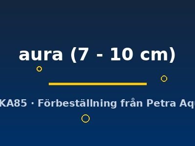 Luciocephalus aura 7–10 cm