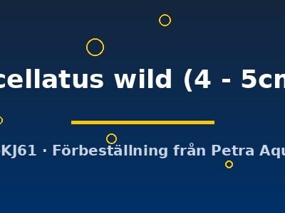 ocellatus wild (4 - 5cm)