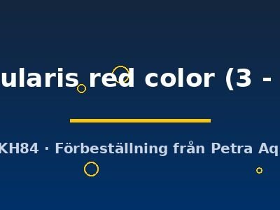 opercularis red color (3 - 4 cm)