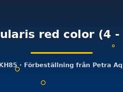 opercularis red color (4 - 5 cm)