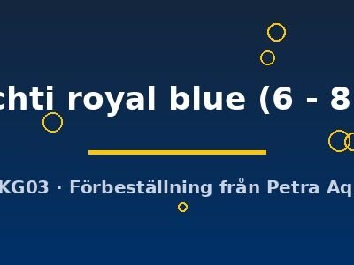 spechti royal blue (6 - 8 cm)