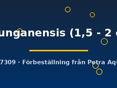 Parosphromenus anjunganensis 1,5–2 cm