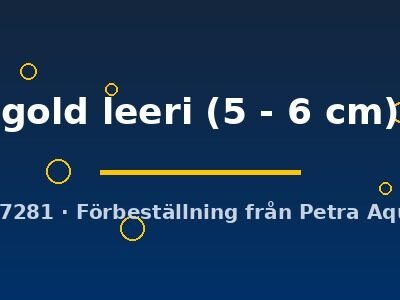 gold leeri (5 - 6 cm)