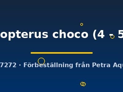 trichopterus choco (4 - 5 cm)