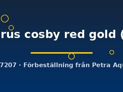 trichopterus cosby red gold (4 - 5 cm)
