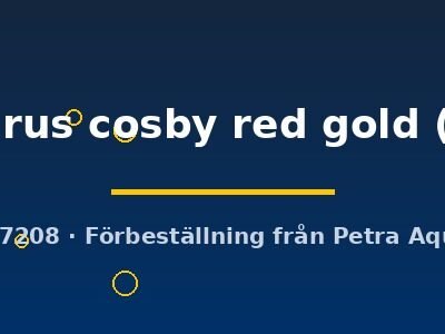 trichopterus cosby red gold (5 - 6 cm)