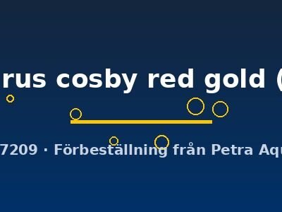 trichopterus cosby red gold (7 - 8 cm)
