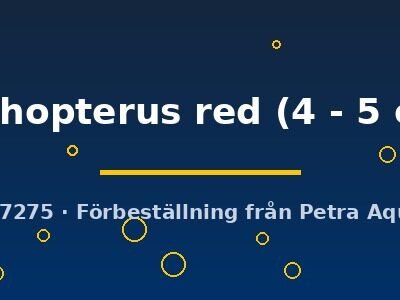 trichopterus red (4 - 5 cm)