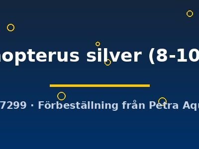 trichopterus silver (8-10 cm)