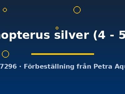 trichopterus silver (4 - 5 cm)