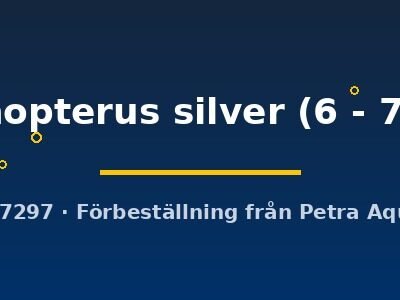 trichopterus silver (6 - 7 cm)