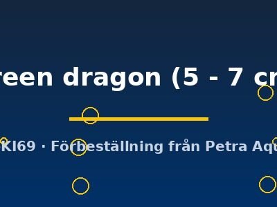 green dragon (5 - 7 cm)