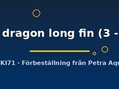 green dragon long fin (3 - 4 cm)