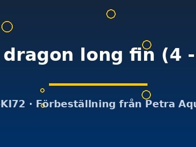 green dragon long fin (4 - 5 cm)