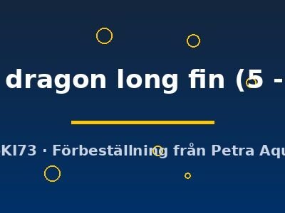 green dragon long fin (5 - 7 cm)