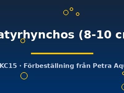 platyrhynchos (8-10 cm)