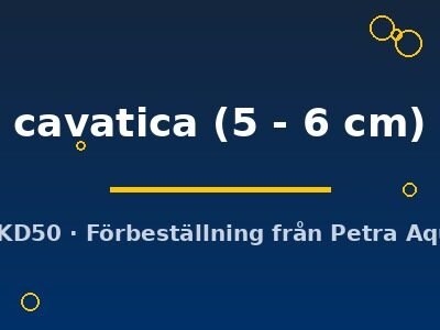 cavatica (5 - 6 cm)
