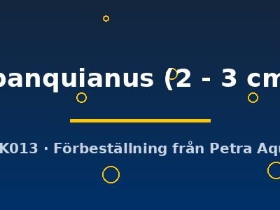 ipanquianus (2 - 3 cm)