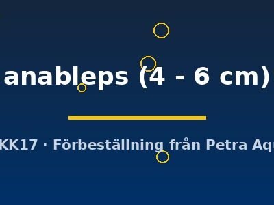 Anableps anableps 4–6 cm