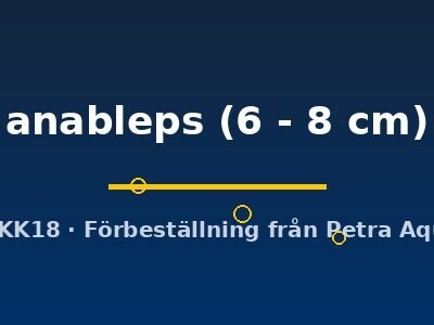Anableps anableps 6–8 cm