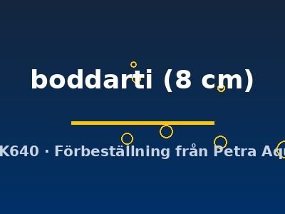 Boleophthalmus boddarti 8 cm