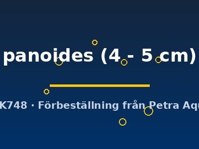 panoides (4 - 5 cm)