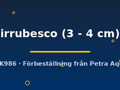 irrubesco (3 - 4 cm)