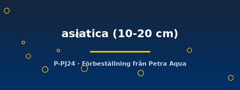 petra-ph2-178256 Channa asiatica 10–20 cm