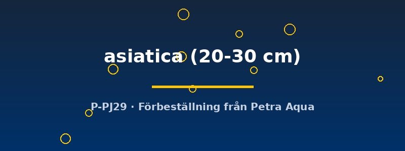petra-ph2-178257 Channa asiatica 20–30 cm
