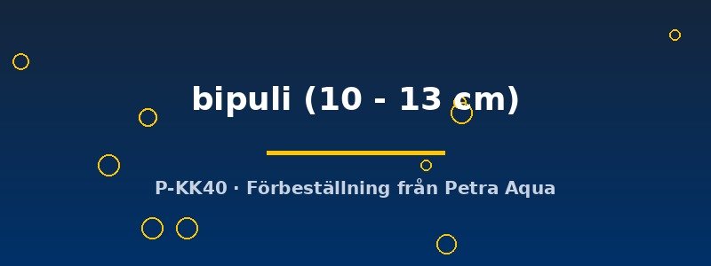 petra-ph2-178260 Channa bipuli 10–13 cm