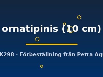 ornatipinis (10 cm)