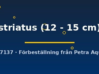 striatus (12 - 15 cm)