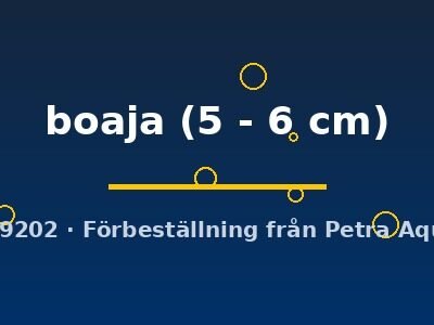 Doryichtys boaja 5–6 cm