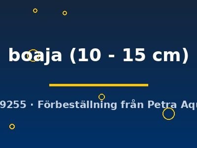 Doryichtys boaja 10–15 cm