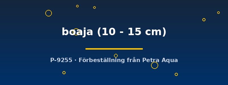 petra-ph2-178318 Doryichtys boaja 10–15 cm