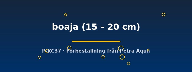 petra-ph2-178319 Doryichtys boaja 15–20 cm