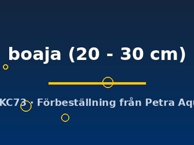 Doryichtys boaja 20–30 cm