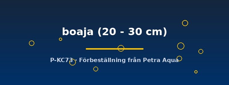 petra-ph2-178320 Doryichtys boaja 20–30 cm